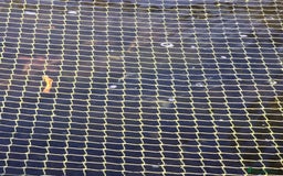 Koi Carp fish for sale: koi carp x4 - Advert 4