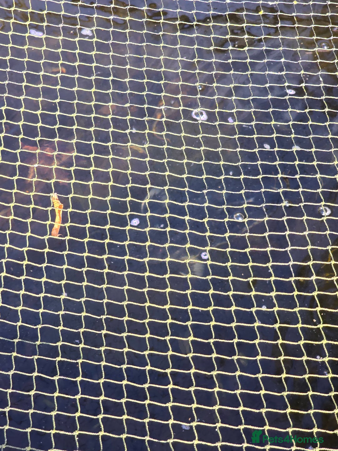 Koi Carp fish for sale: koi carp x4 - Advert 4