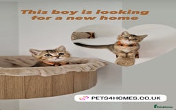 British Shorthair cats for sale: Golden boy TICA pedigree Active British sh - Image 1