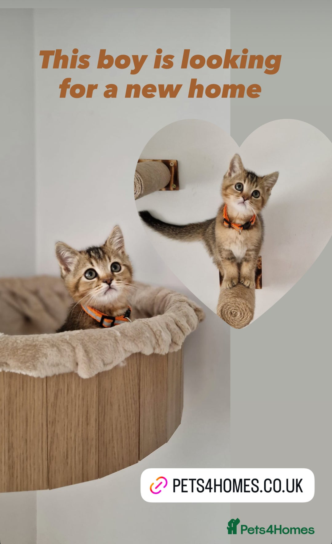 British Shorthair cats for sale: Golden boy TICA pedigree Active British sh - Image 1