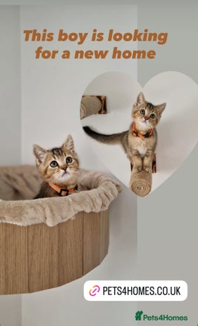 British Shorthair cats - Advert 9