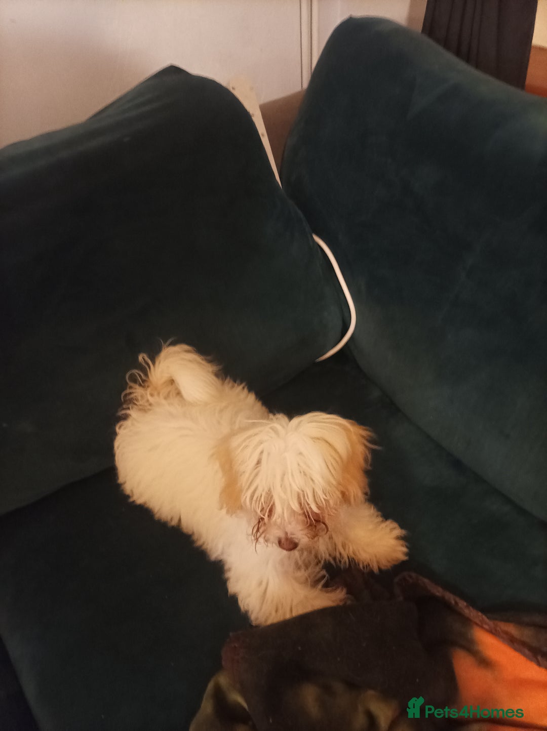 Maltipoo dogs for sale: Beautiful Maltipoo puppies  - Advert 16