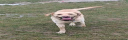 Labrador Retriever dogs for stud: Kobi  in Worthing - Advert 8