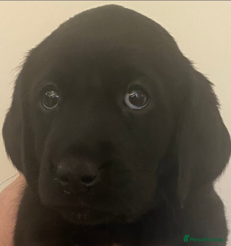 Goldador dogs Ready 26 Feb 🐾 1 Left! Black lab x retriever girl - Advert 12