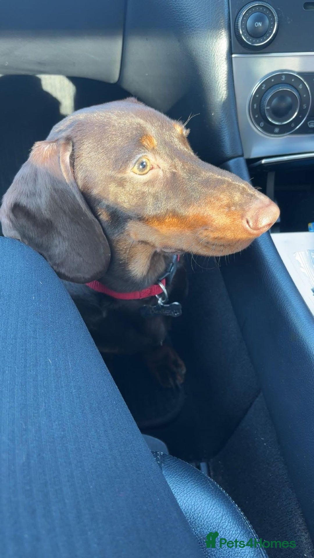 Dachshund dogs for stud: Standard smooth coat chocolate and tan dachshund - Image 8