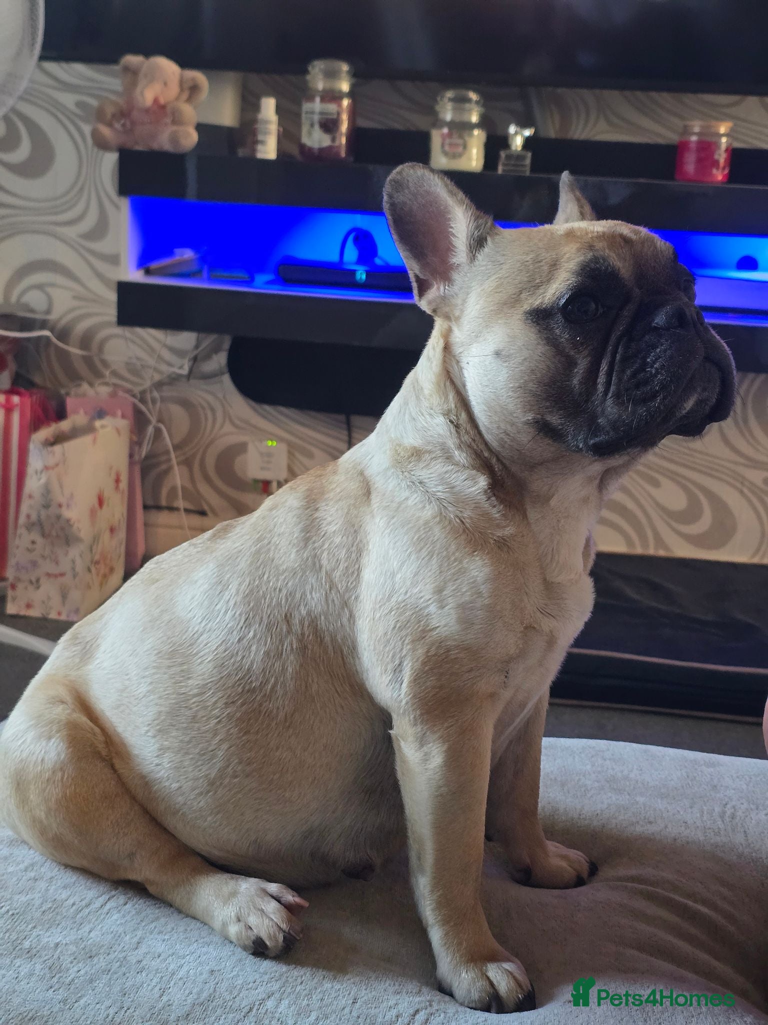French Bulldog dogs FRENCH BULLDOG  - Advert 8