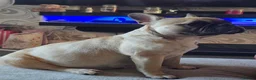 French Bulldog dogs for sale: FRENCH BULLDOG PUPPIES  - Advert 1