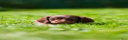 Miniature Dachshund dogs for sale: Miniature dachshunds boys and girls  - Advert 11