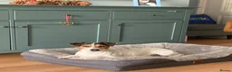 Jack Russell dogs for sale: Handsome rare white JRT male 10 months £750 - Advert 10