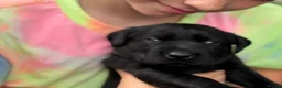 Labrador Retriever dogs for sale: Beautiful KC REG family raised Black Lab puppies - Advert 12