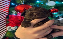 Cocker Spaniel dogs for sale: Show type cocker spaniels puppies - Advert 2