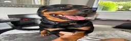 Rottweiler dogs for sale: Loving Rottweiler  - Advert 8
