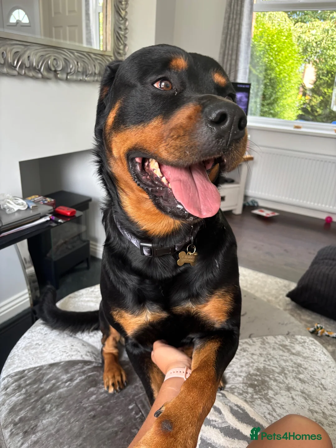 Rottweiler dogs for sale: Loving Rottweiler  - Advert 8