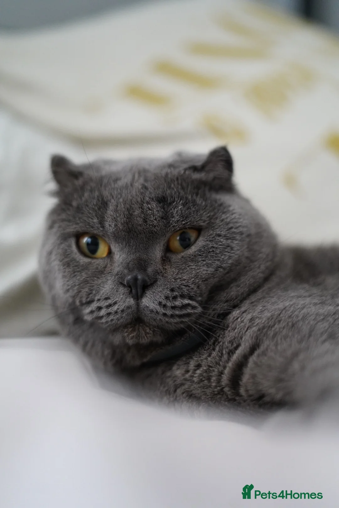 Scottish Fold cats for sale: Blue Scottish Fold - 3 years old - Advert 1