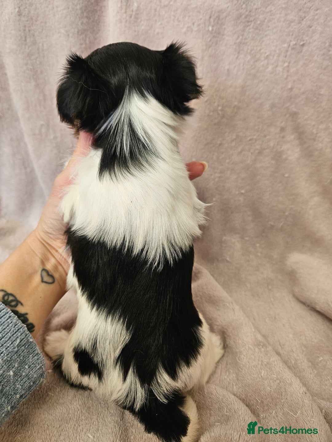 Yorkshire Terrier dogs for sale: ❤️ DNA Tested parents ❤️ Yorkie puppies  - Advert 22