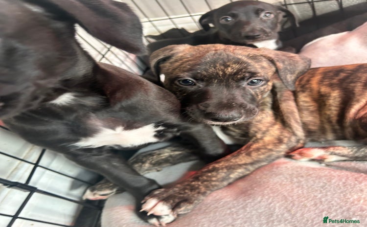 Mixed Breed dogs - Advert 1