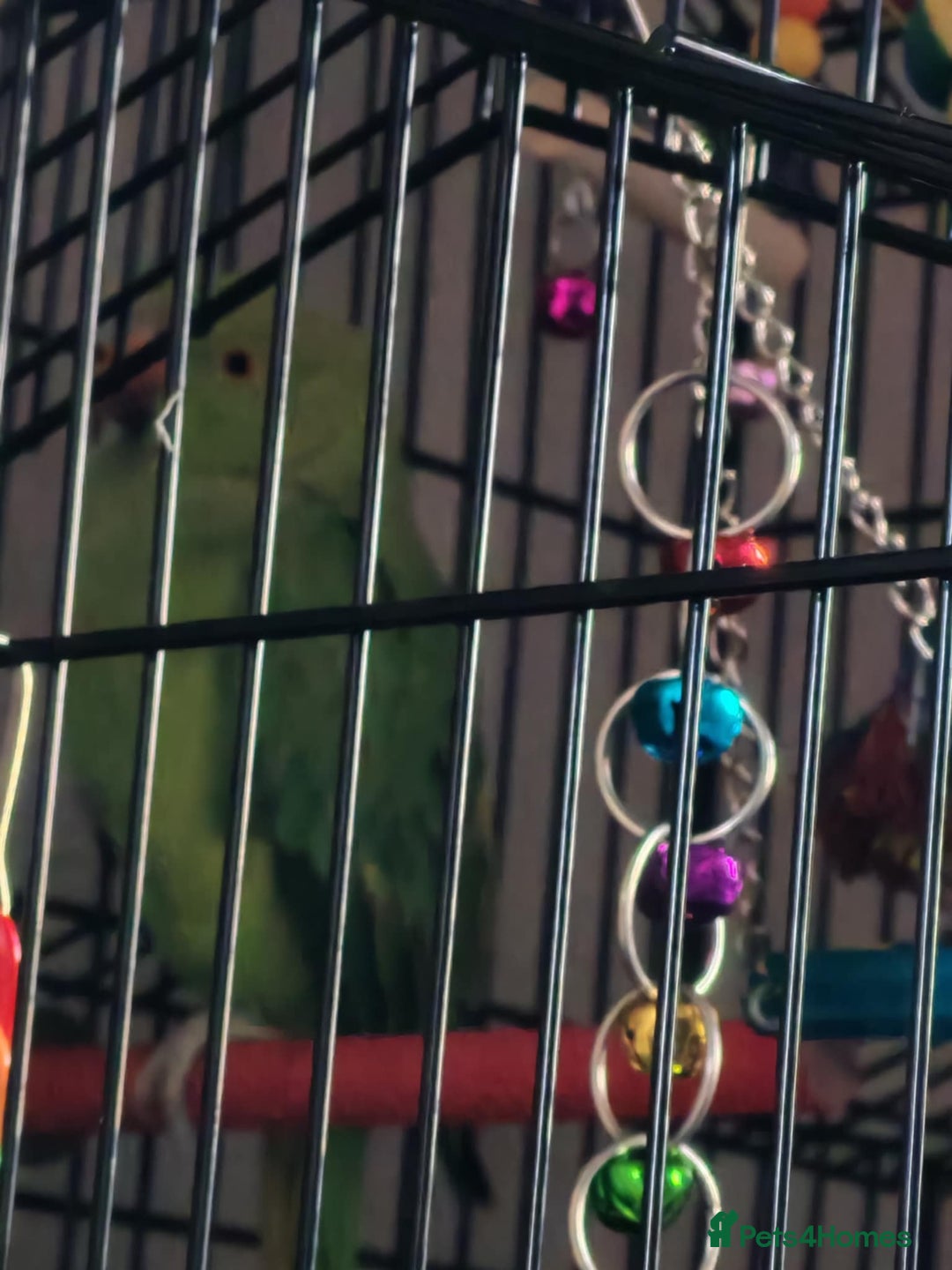 Ringnecks birds for sale:  Indian ringneck  - Image 1