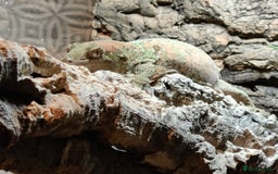 Gecko reptiles for sale: Female Pine Island Chahoua Gecko (Mossy Gecko) - Image 3