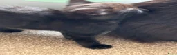 Mixed Breed cats for sale: Black kittens  - Advert 13