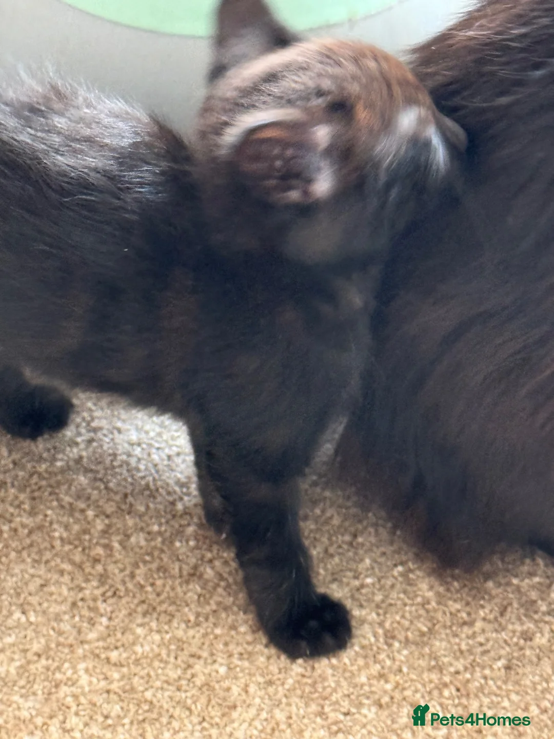 Mixed Breed cats for sale: Black kittens  - Advert 13