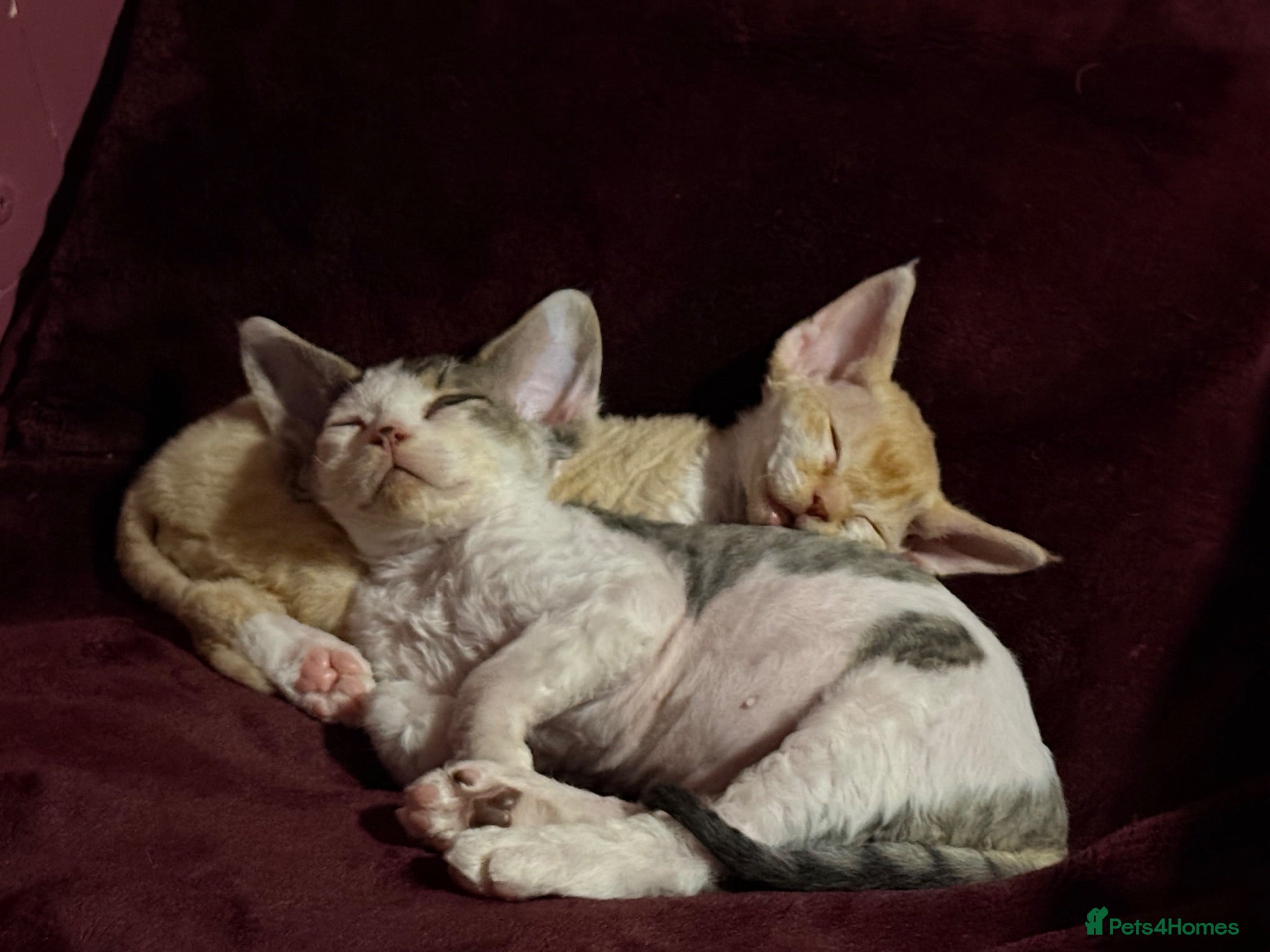 Devon Rex cats Stunning male Devon Pet or GCCF active considered - Advert 1