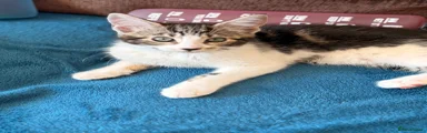 Maine Coon 2