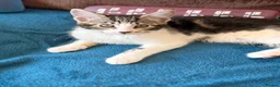 Maine Coon cats for sale: Maine Coon Cross Kittens - Advert 5