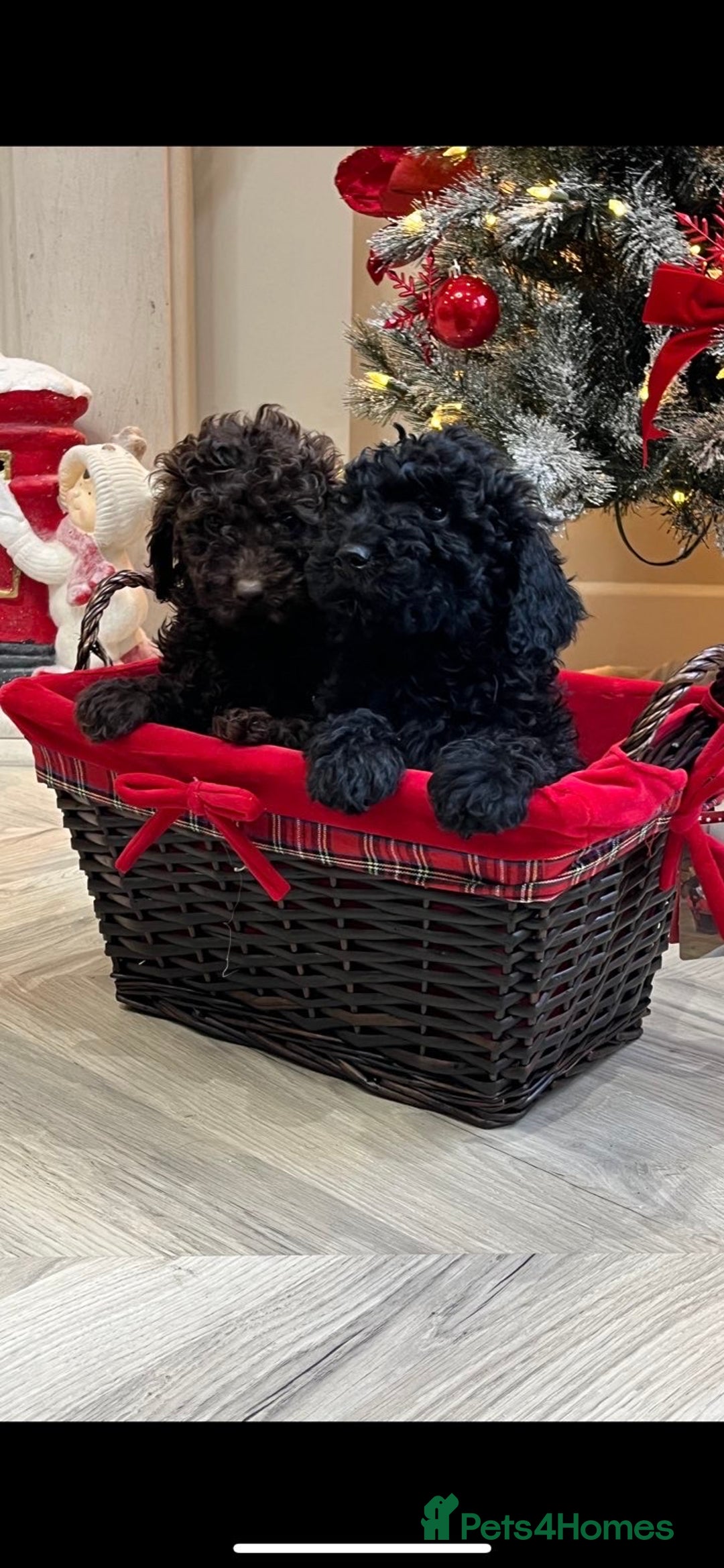 Mini Goldendoodle dogs for sale: LAST 2❗️Miniature goldenoodle pups ready now🏡🌟  - Advert 1