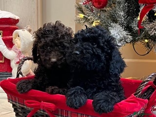 Mini Goldendoodle dogs LAST 2❗️Miniature goldenoodle pups ready now🏡🌟 - Advert 2