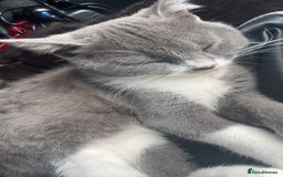 Mixed Breed cats for sale: 6 mixed breed / british shorthair kittens - Image 6
