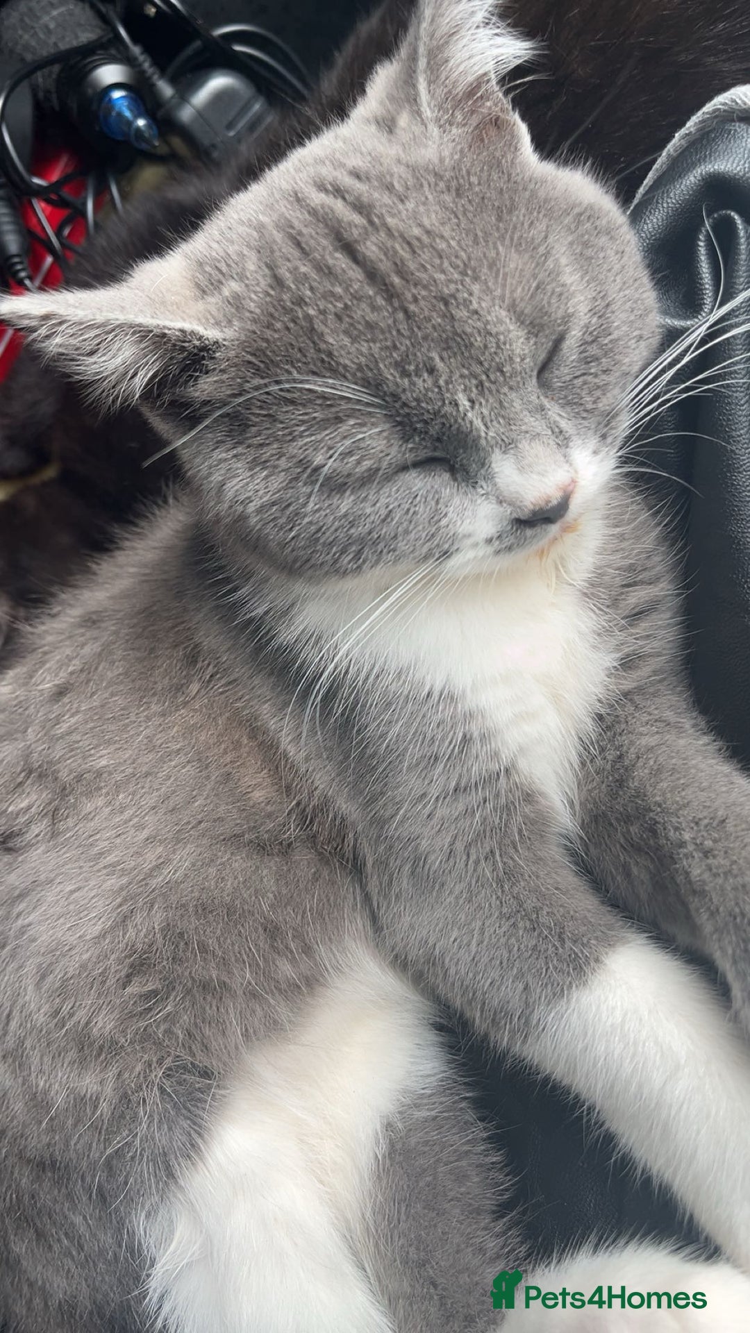 Mixed Breed cats for sale: 6 mixed breed / british shorthair kittens - Image 6