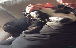 Staffordshire Bull Terrier dogs for sale: Tyson 🐾 Staffordshire Bull Terrier Cross - Image 8