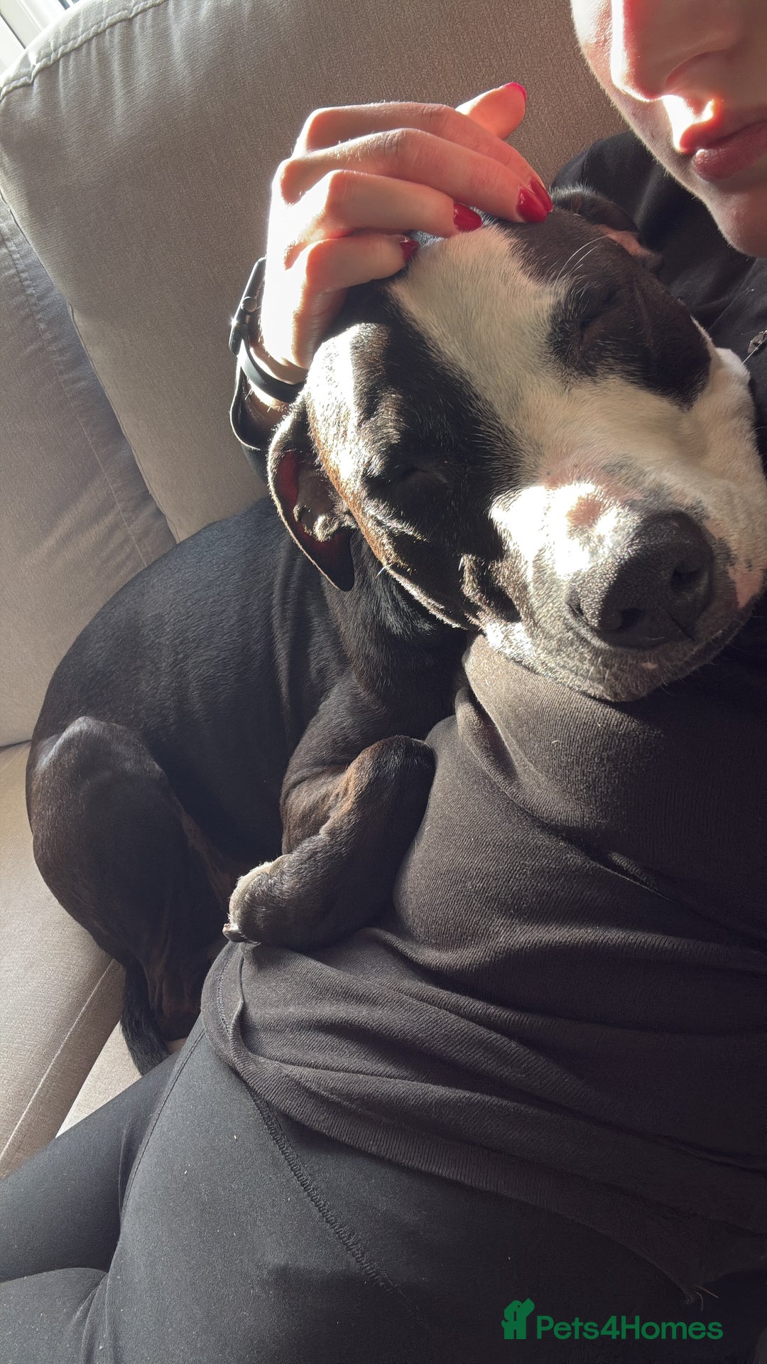 Staffordshire Bull Terrier dogs for sale: Tyson 🐾 Staffordshire Bull Terrier Cross - Image 8