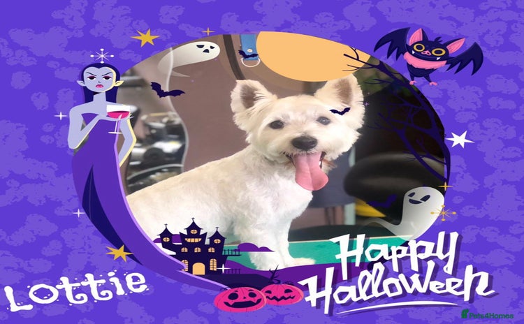 West Highland Terrier dogs Adorable westie - Advert 10