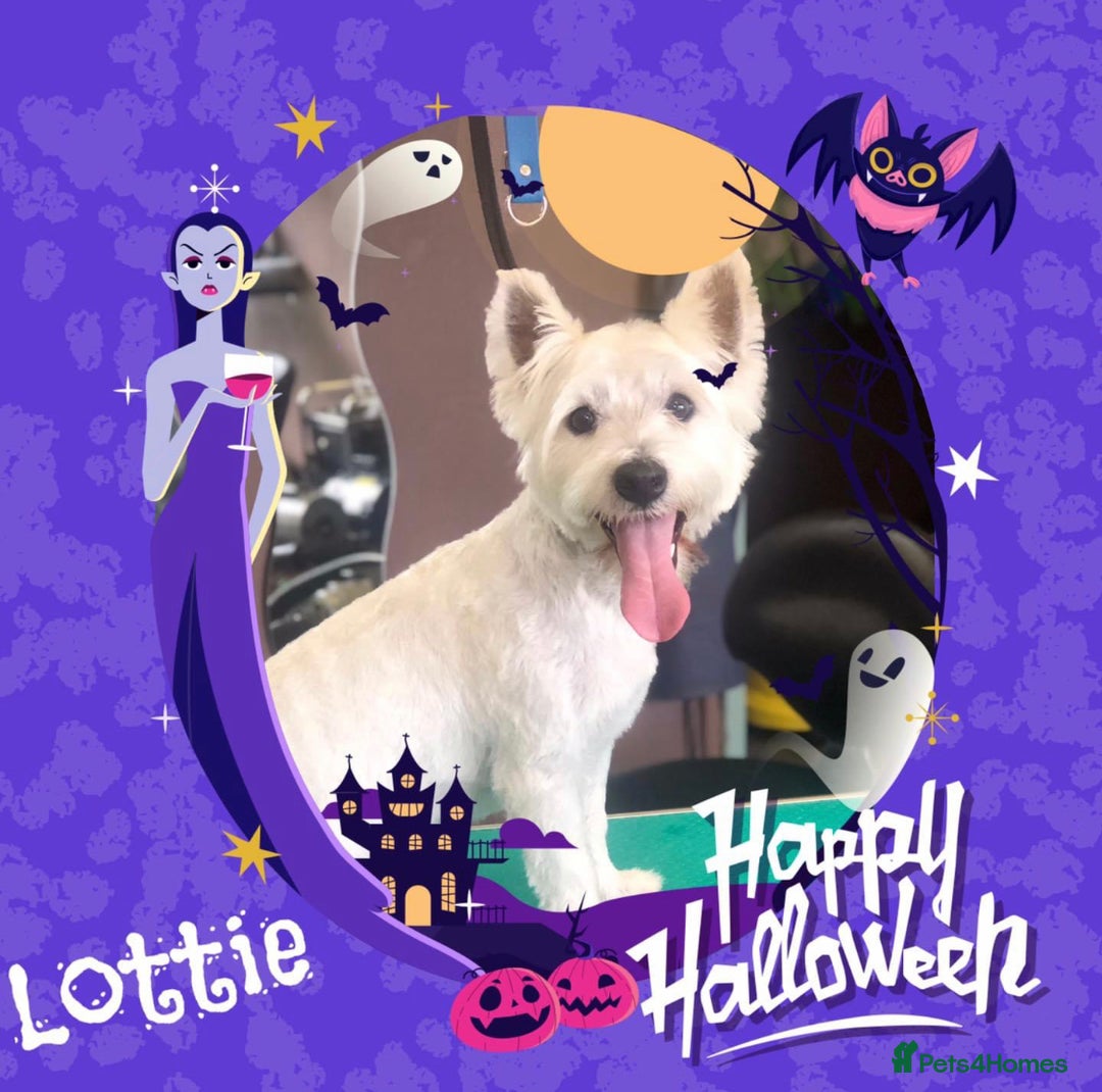 West Highland Terrier dogs for sale: Adorable westie - Advert 1