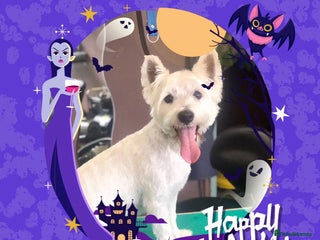 West Highland Terrier dogs for sale: Adorable westie - Advert 1