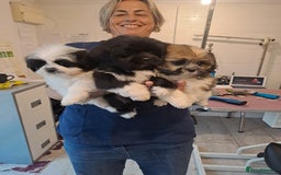 Lhasa Apso dogs for sale: Lhasa Apso Puppies - Advert 6