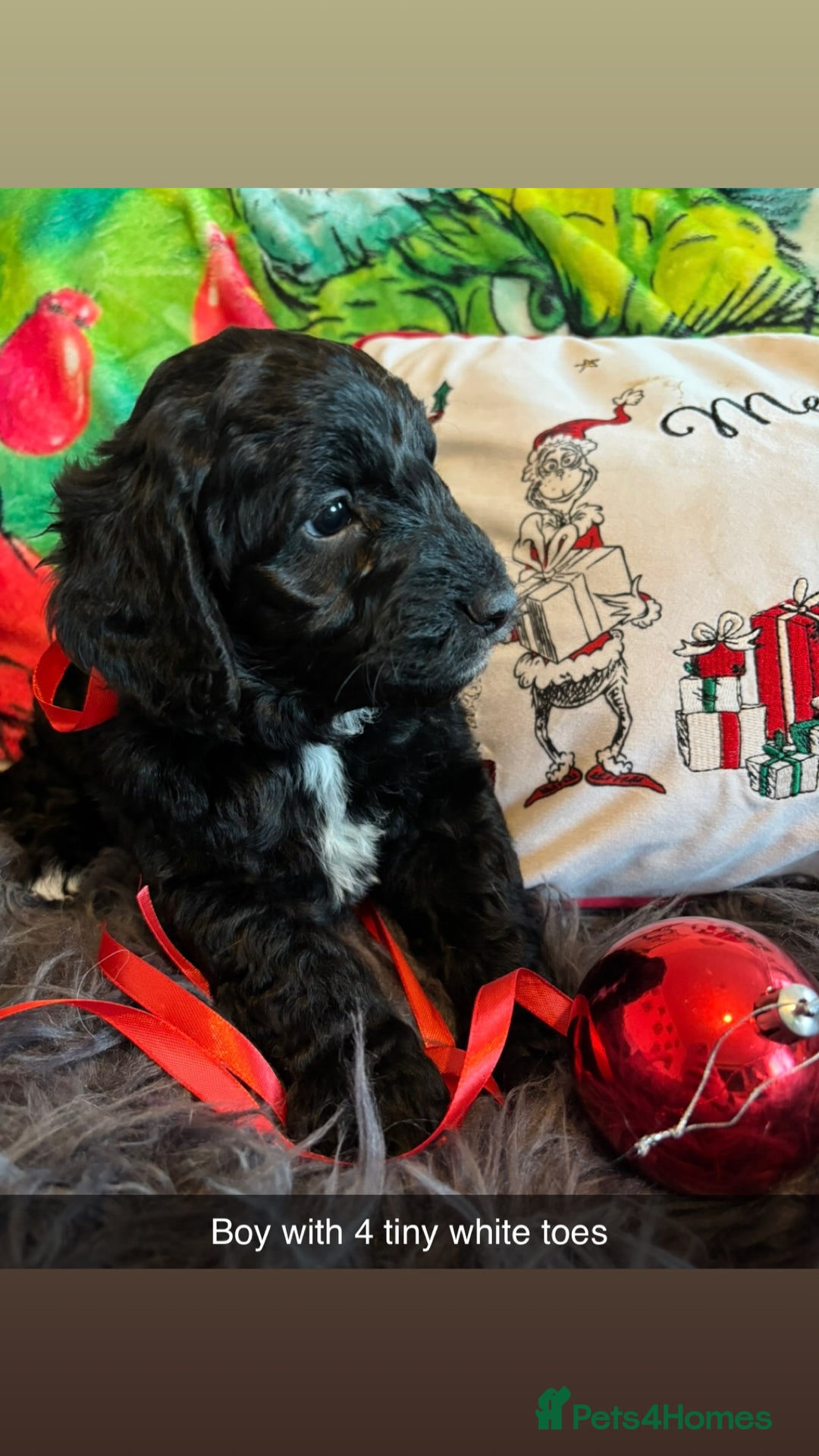 Sproodle dogs for sale: Sproodle puppies  - Advert 4