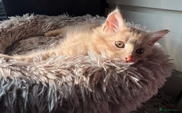 Norwegian Forest Cat cats for sale: Norwegian Forest Cat X Scottish Straight Kittens - Image 7