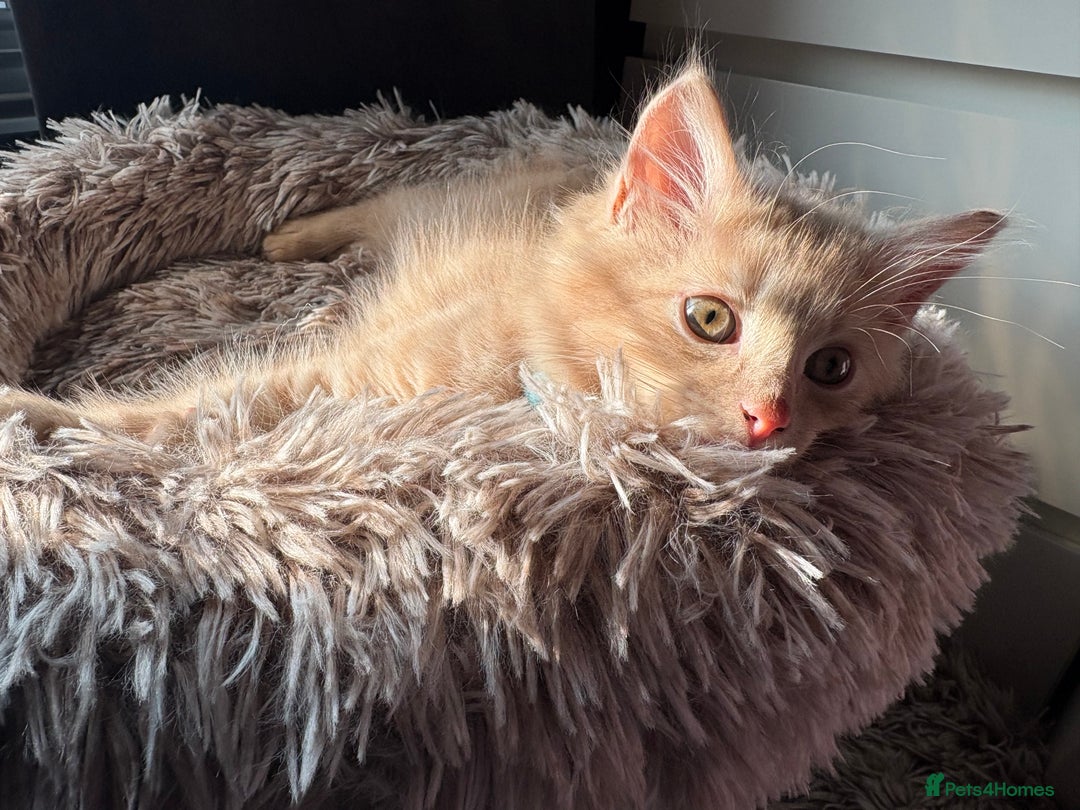 Norwegian Forest Cat cats for sale: Norwegian Forest Cat X Scottish Straight Kittens - Image 7