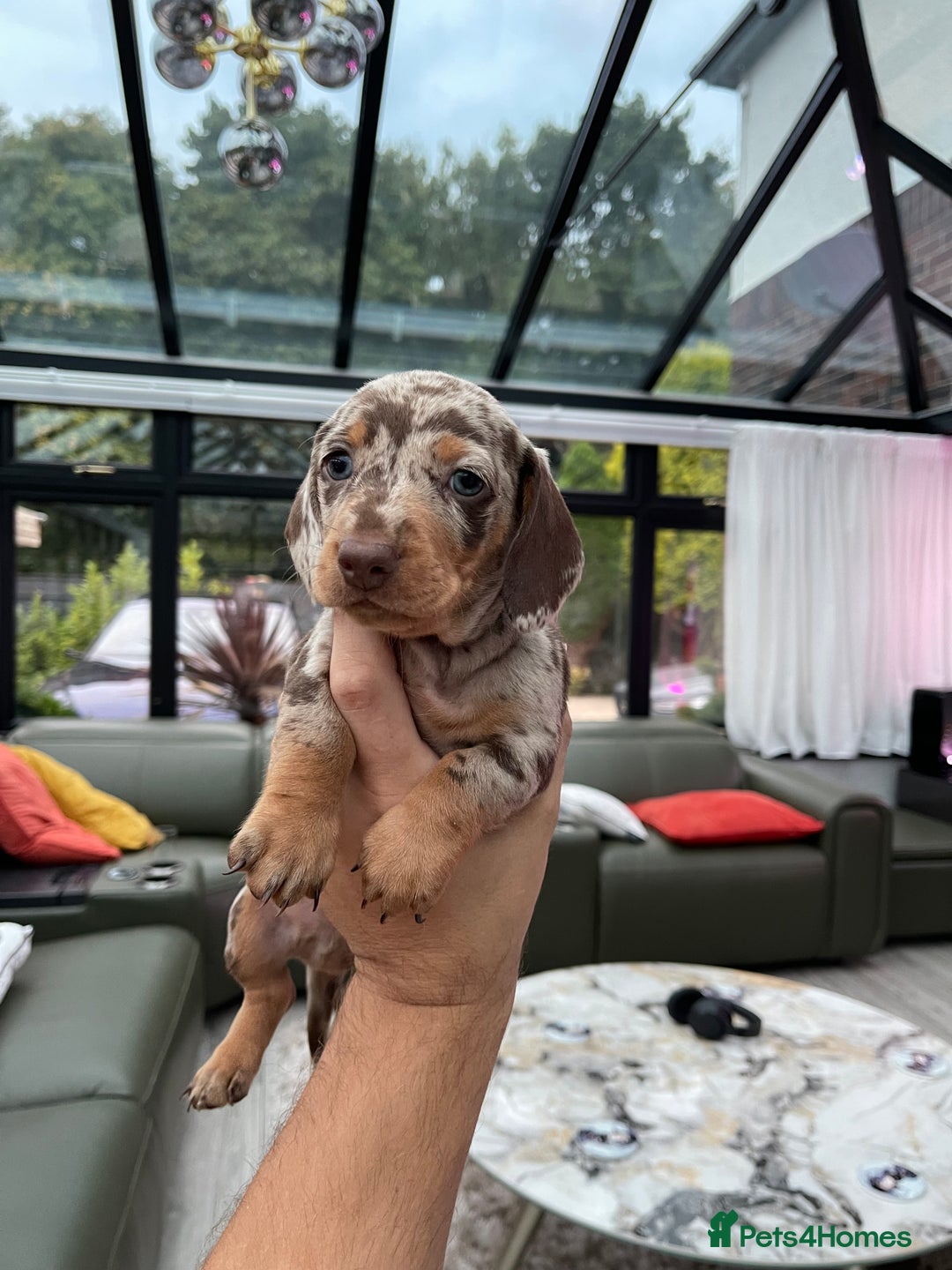Miniature Dachshund dogs for sale: 🐾READY TO LEAVE NEXT WEEK🐾 - Image 1