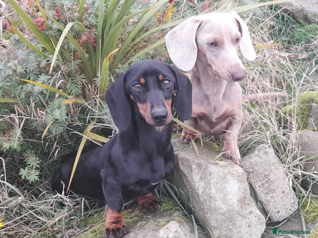 Miniature Dachshund dogs for stud: Issabella and tan  - Advert 4