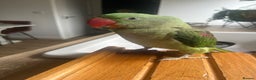 Parrots birds for sale: Rio the Alexandrine parrot  - Advert 6