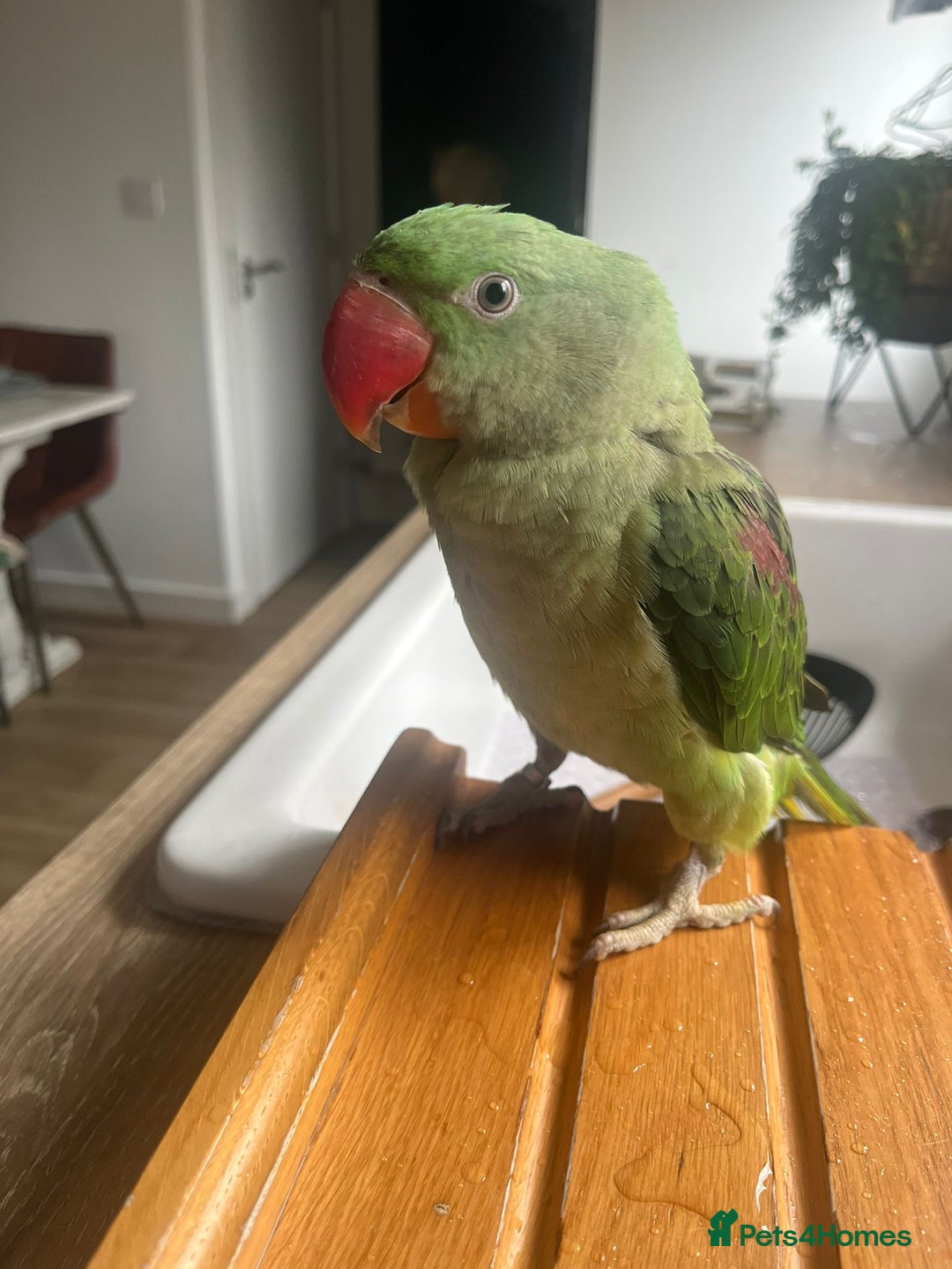 Parrots birds for sale: Rio the Alexandrine parrot  - Advert 6