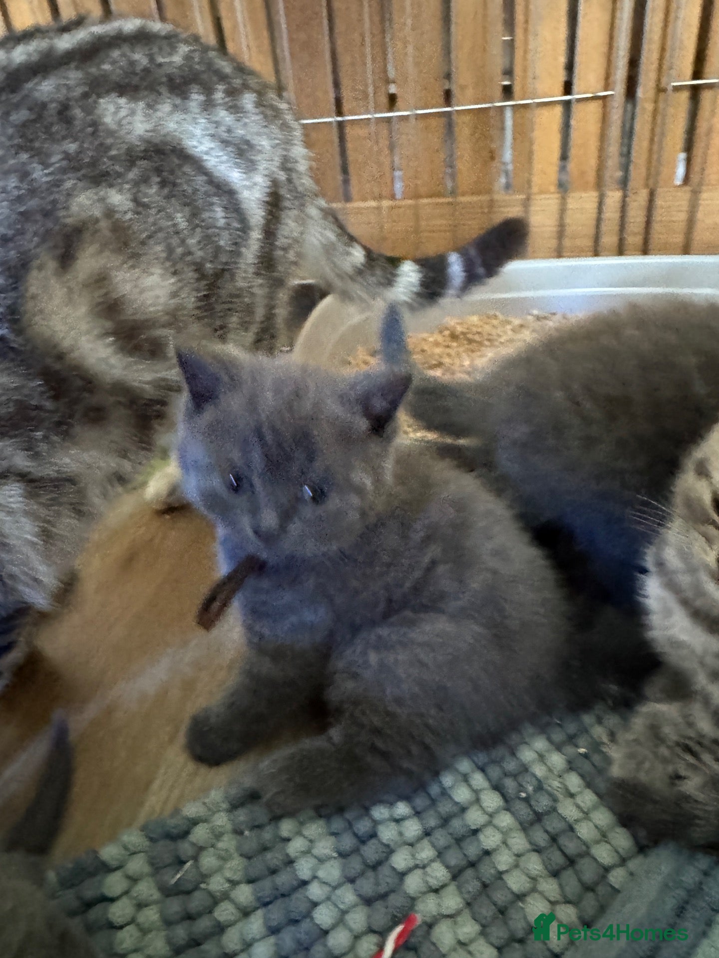 British Shorthair cats British shorthair kittens 4 chunky boys  - Advert 2