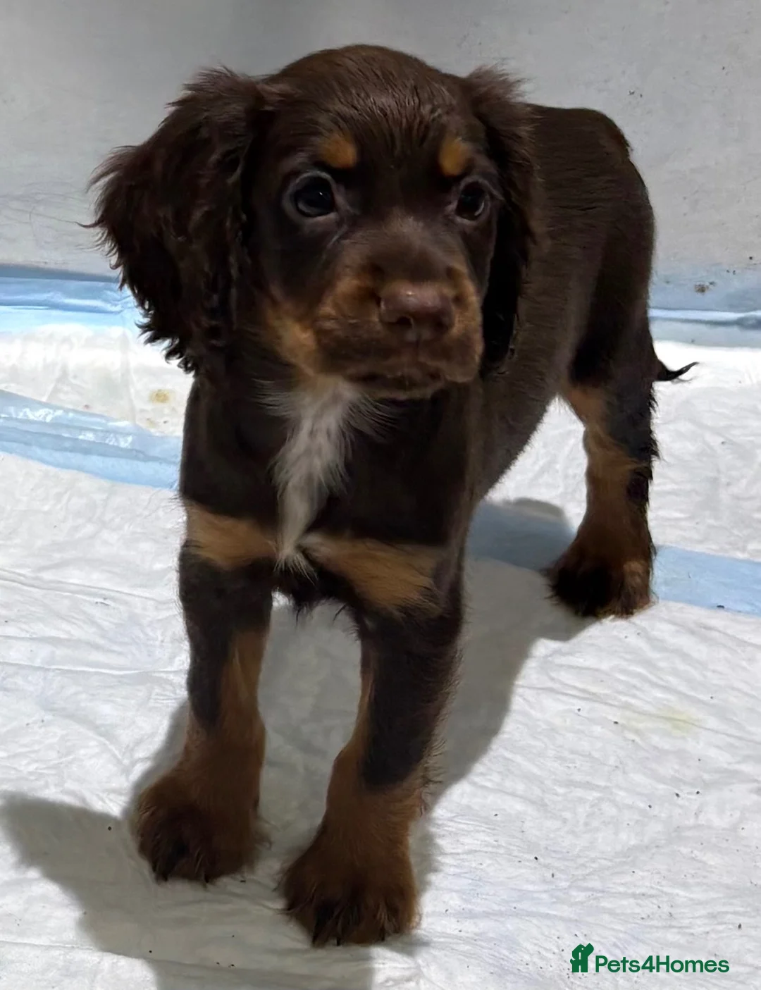 Cocker Spaniel dogs for sale: Kc registered working cocker spaniels  - Advert 12