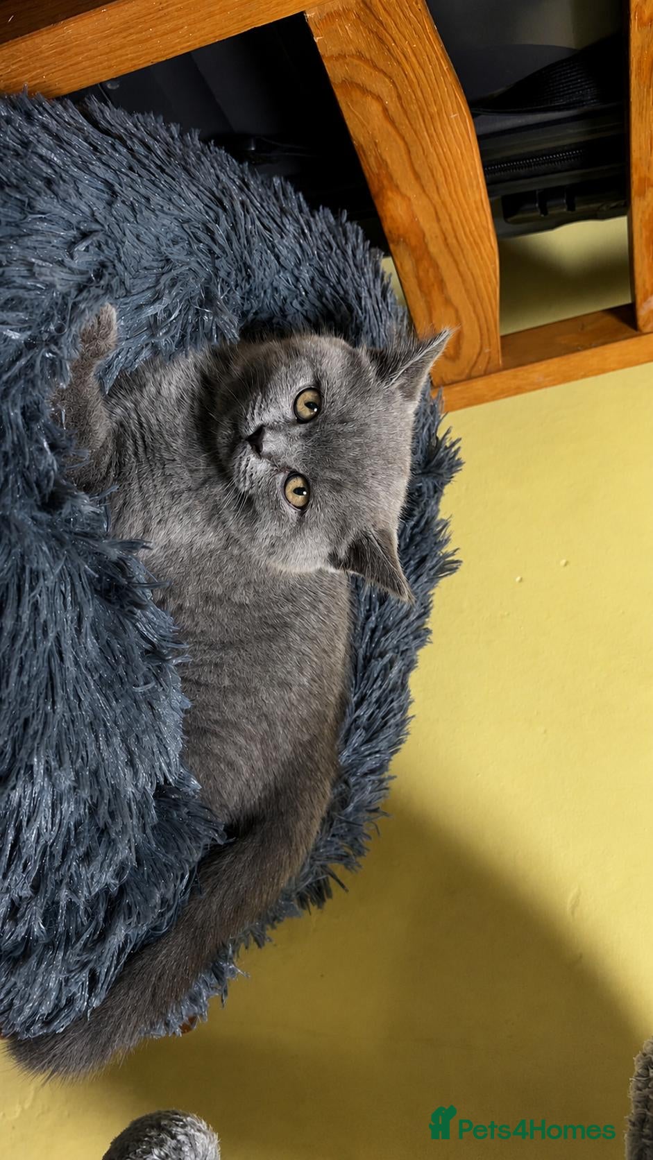 British Shorthair cats British Shorthair  - Advert 1