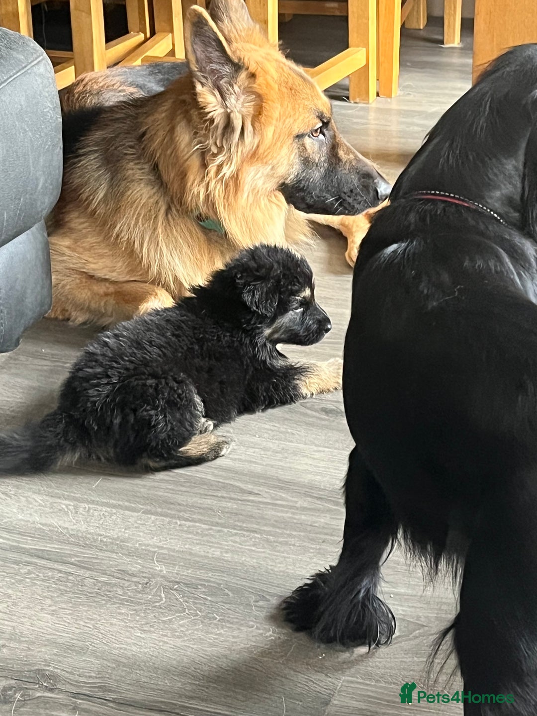 German Shepherd dogs for sale: Amazing fluffy German shepherd puppies  - Image 10