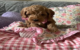 Cockapoo dogs for sale: Beautiful Red F1B Cockapoo puppies  - Image 4