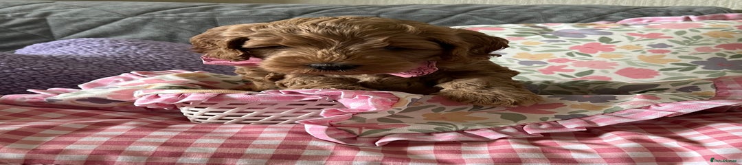 Cockapoo Puppy 1